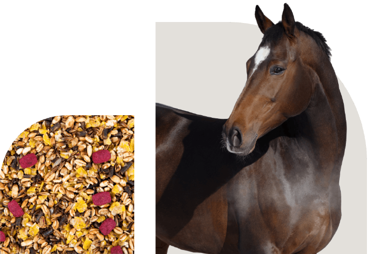 bild hoeveler sortiment pferdefutter sport